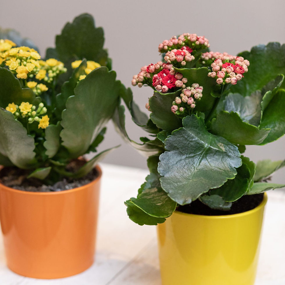Miniatura: Kalanchoe (Flor da Fortuna) Várias Cores Pote 11cm