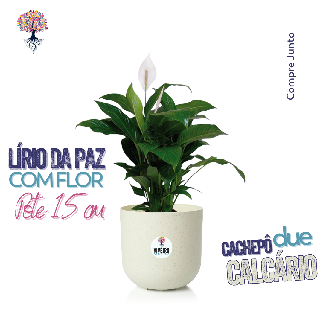 Lírio da Paz com Flor Pote 15cm - Opção Compre Junto com Cachepô Due
