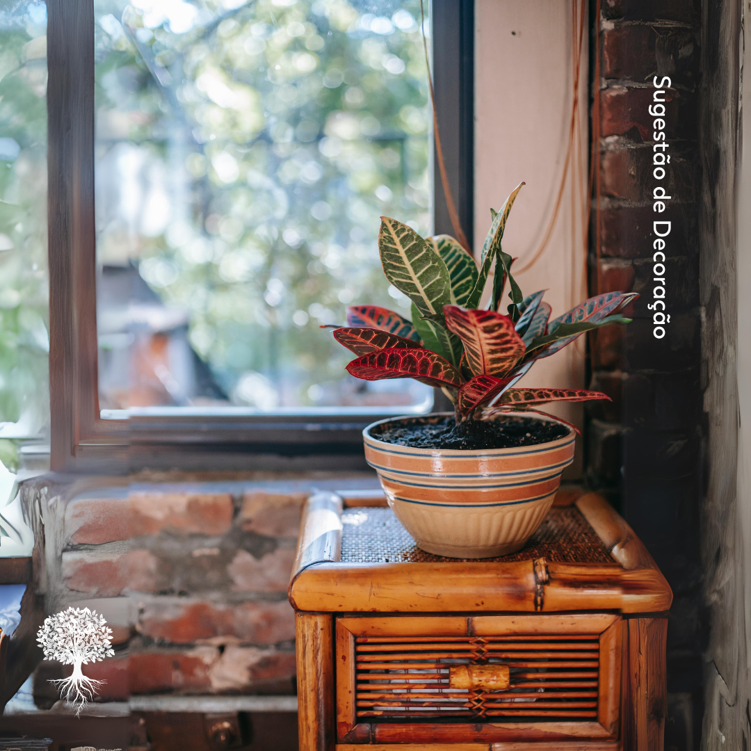 Croton Híbrido pote 17  ~30cm de Altura