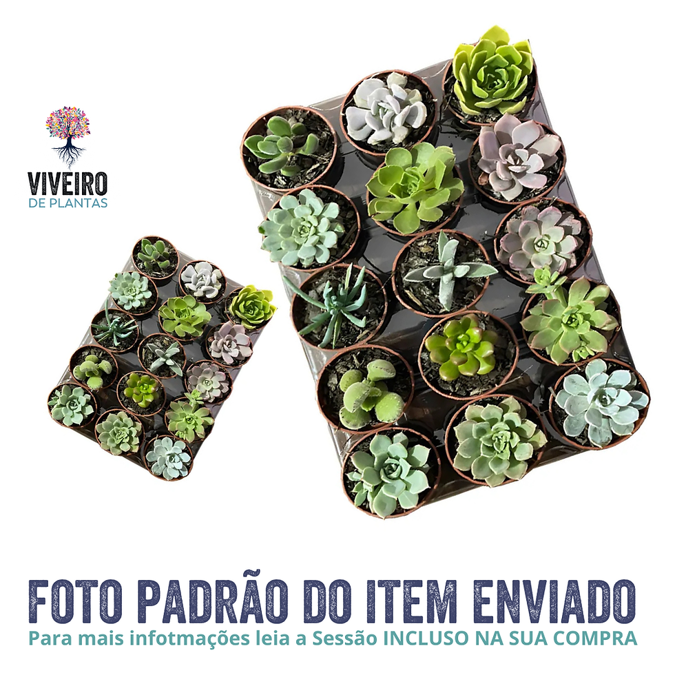 Miniatura: Bandeja de Suculentas Pote 6cm Sortida com 15 unidades