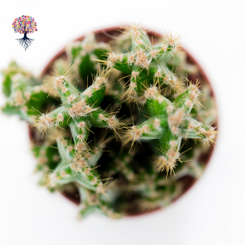 Miniatura: Cacto Estrela Pote 9cm - Acanthocereus Tetragonus
