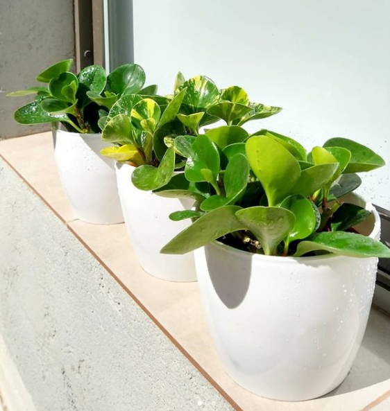 Miniatura: Peperomia Verde Pote 11