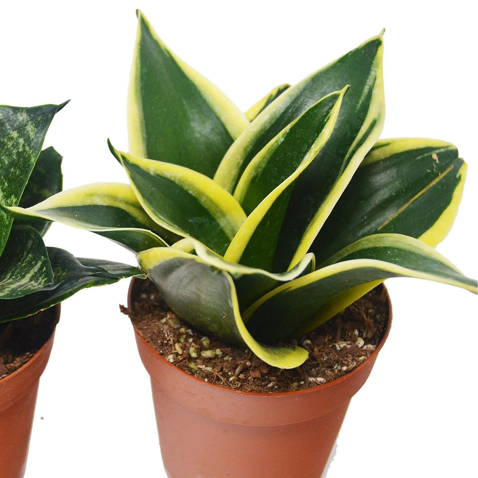 Miniatura: Espada de Santa Bárbara/ Sansevieria Trifasciata Pote 15