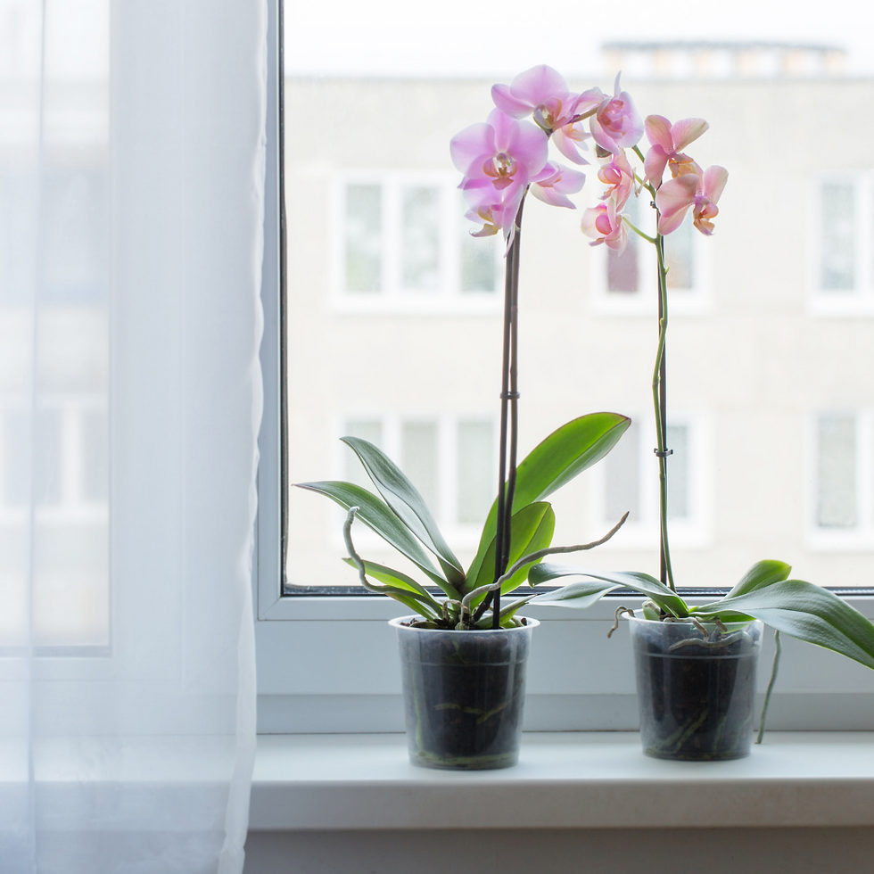 Miniatura: Orquídea Phalaenopsis (Branca ou Rosa) Pote 14cm - 1 Haste