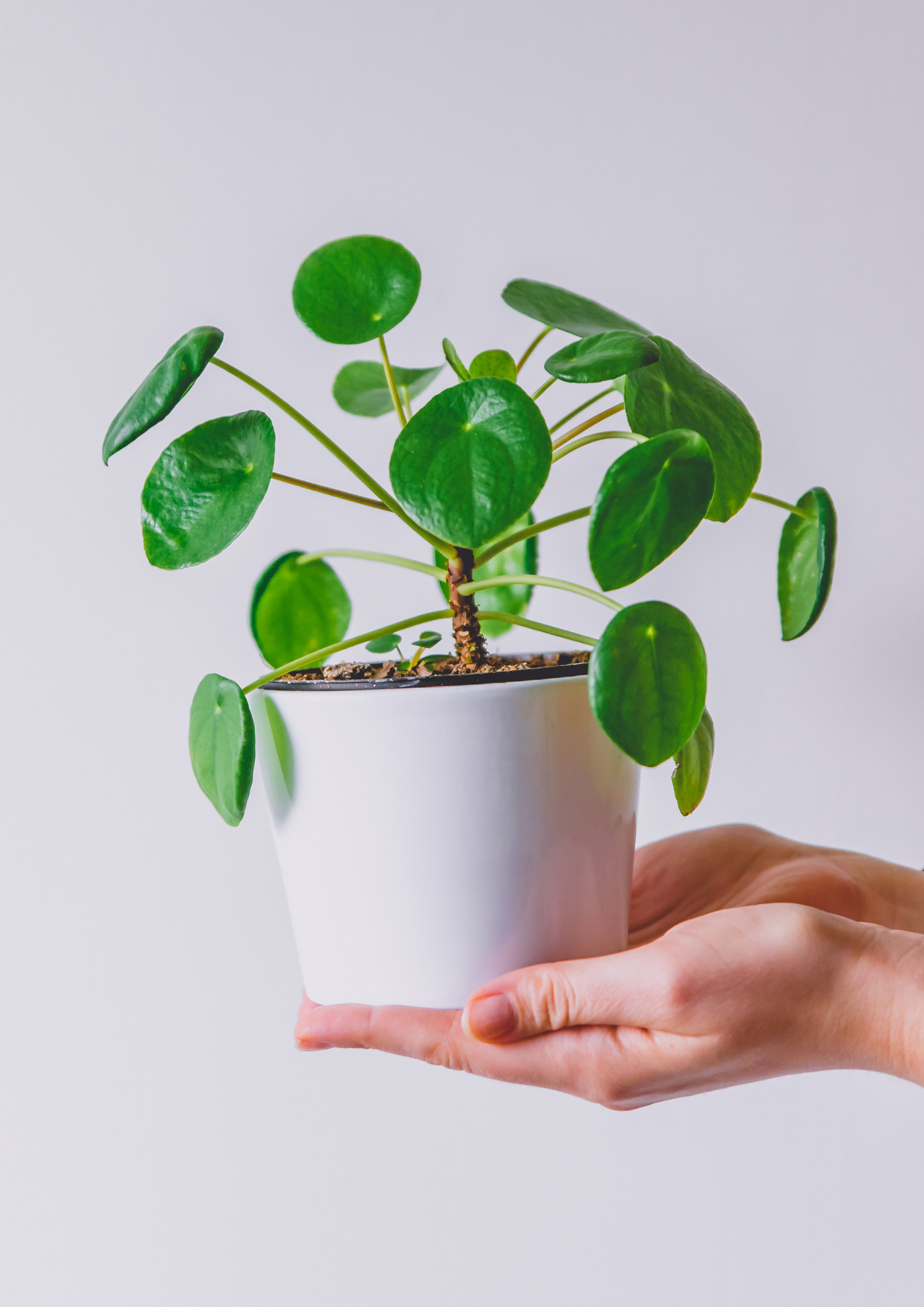 Pilea Perperomioides Pote 14cm
