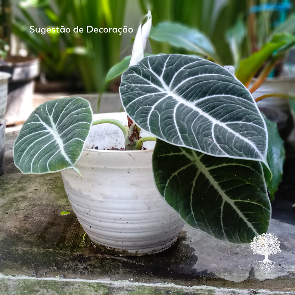 Miniatura: Alocasia Black Velvet Pote 12cm