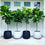 Miniatura: Ficus Lirata Pote 17 e ~70cm de Altura