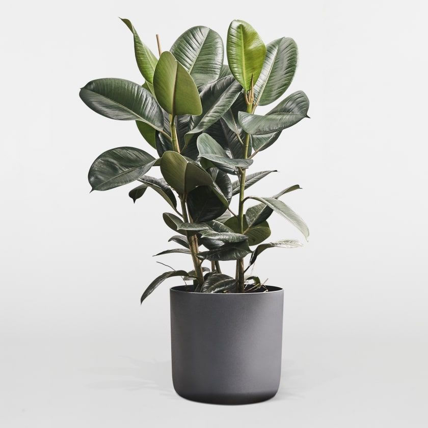 Miniatura: Ficus Elastica Cloe em 2 Tamanhos
