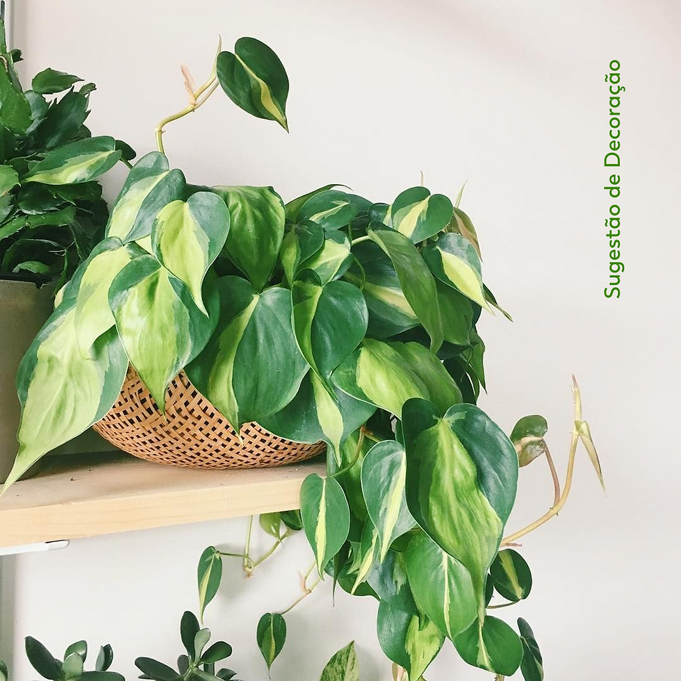 Miniatura: Filodendro Brasil/ Variegado Cuia 21cm