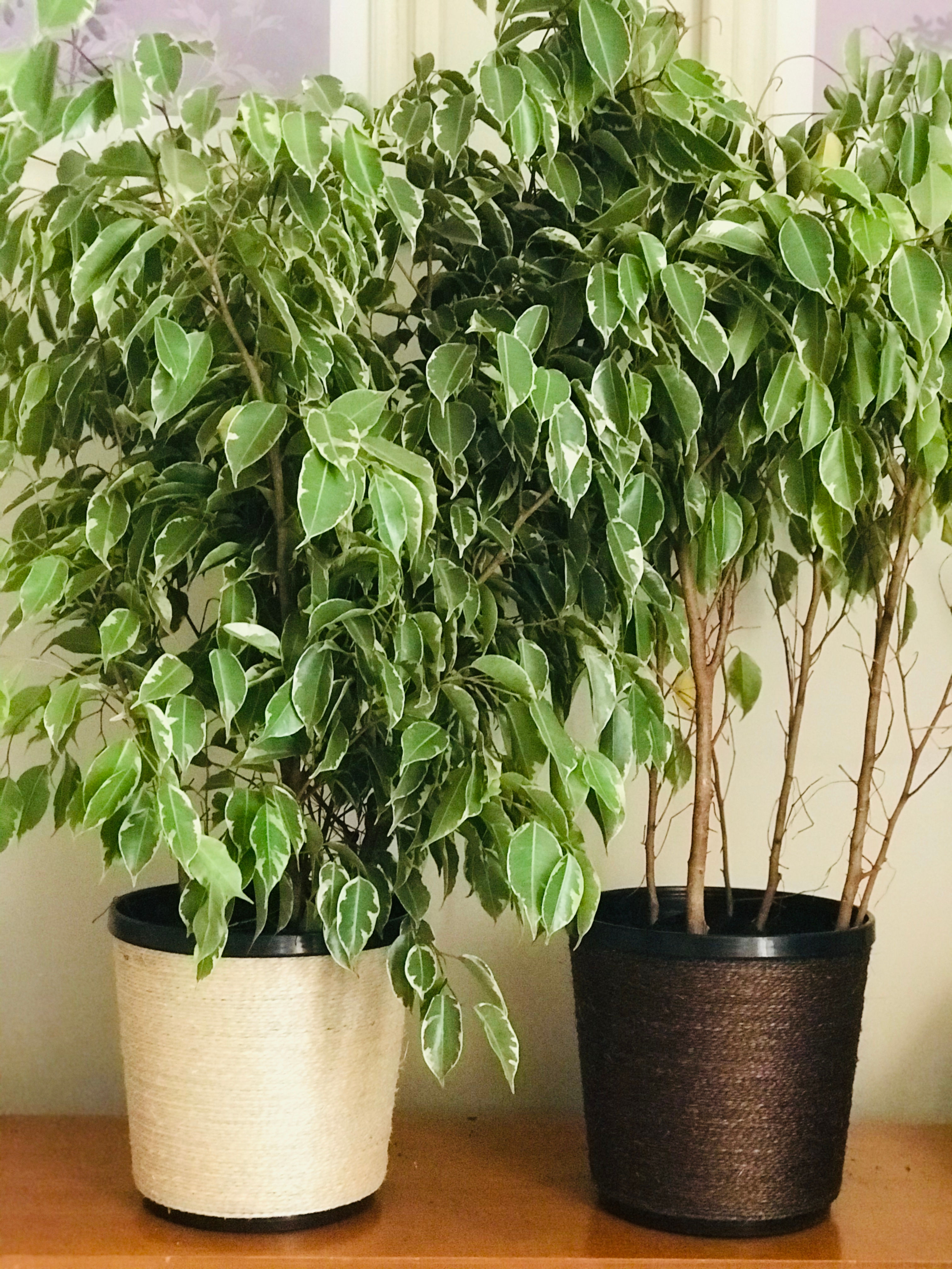 Ficus Gold Pote 27cm