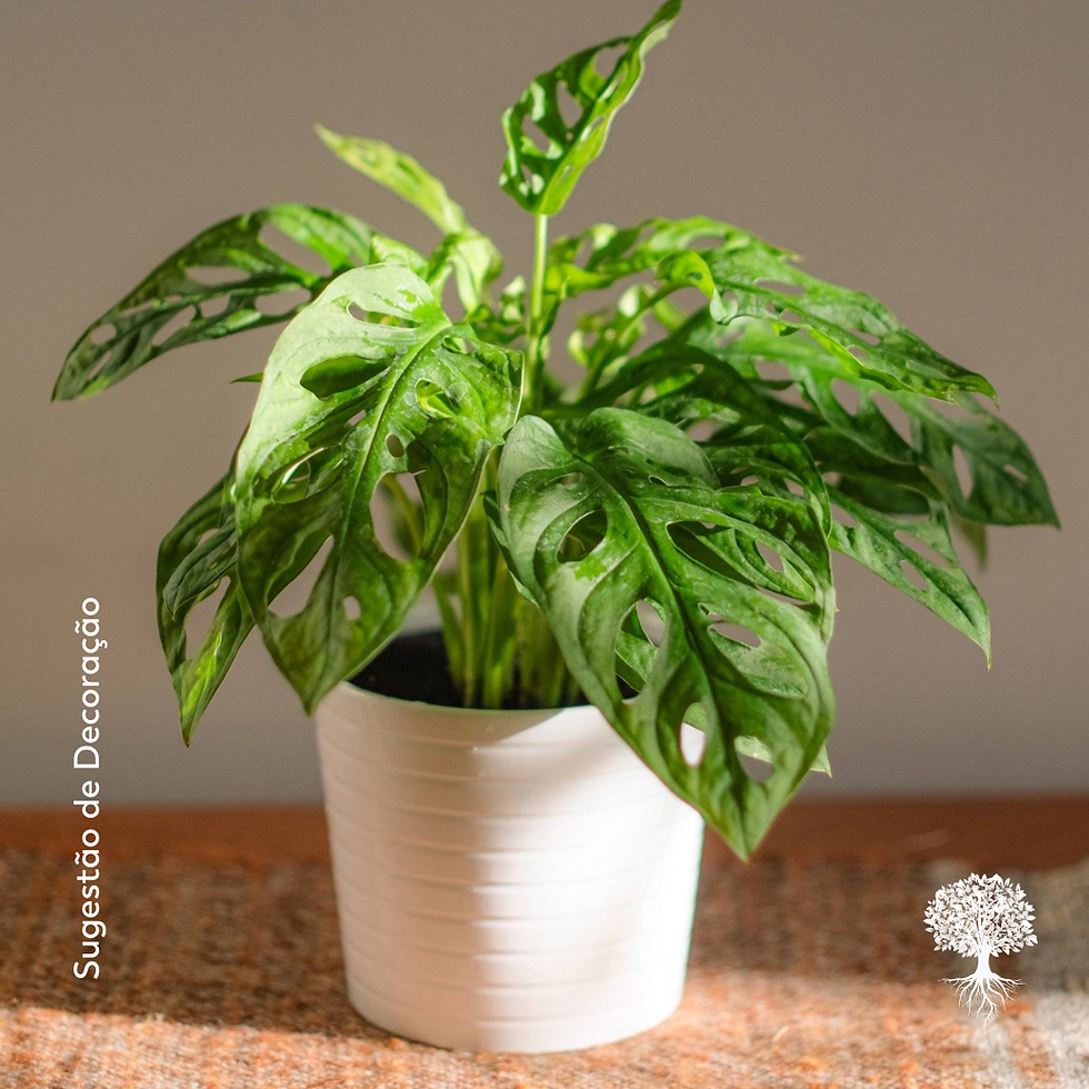 Miniatura: Costela-de-Eva - Monstera Adansonnii - Pote 15cm
