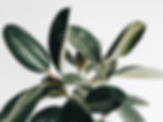 Miniatura: Ficus Elastica Cloe em 2 Tamanhos