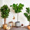 Miniatura: Ficus Lirata Pote 17 e ~70cm de Altura