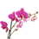 Miniatura: Orquídea Phalaenopsis (Branca ou Rosa) Pote 14cm - 1 Haste