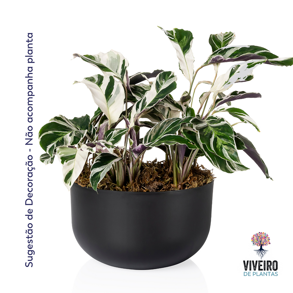 Miniatura: Cuia Due 24cm para Plantas com Cuia 21cm - 6 Cores