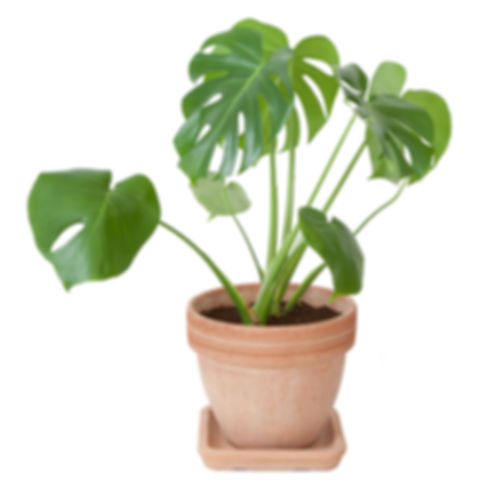 Costela de Adão/ Monstera Deliciosa Pote 14cm e 40cm de Altura