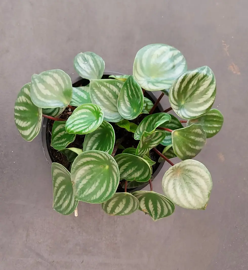 Miniatura: Peperomia Melancia Pendente Cuia 21