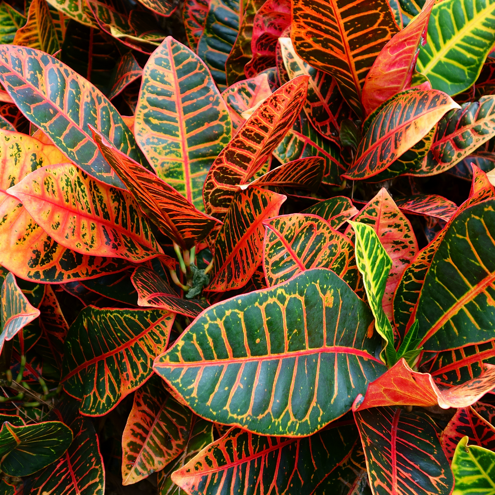 Miniatura: Croton Híbrido pote 24 e 65cm de Alt.