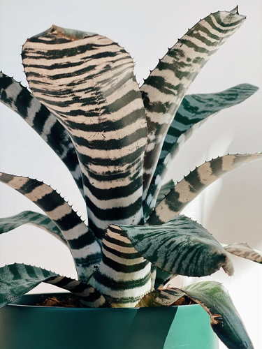 Aechmea Chantinni Black Pote 17 | Viveiro de Plantas