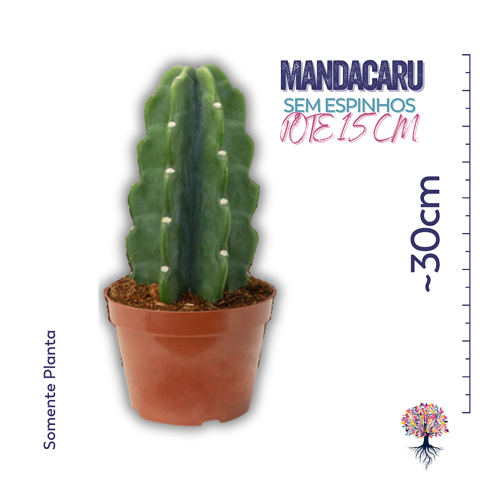 Miniatura: Cacto Mandacaru Sem Espinhos - Pote 14cm - Compre Junto Cachepô Due