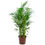 Miniatura: Palmeira Areca Bambu Pote 24 em 2 Tamanhos