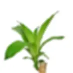 Miniatura: Pau D'água/ Dracena Fragrans Pote 12cm e 30cm de Alt.