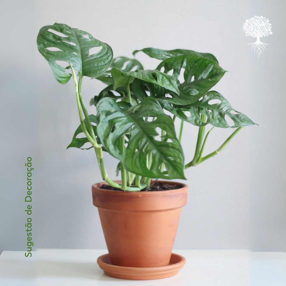 Miniatura: Costela-de-Eva - Monstera Adansonnii - Pote 15cm