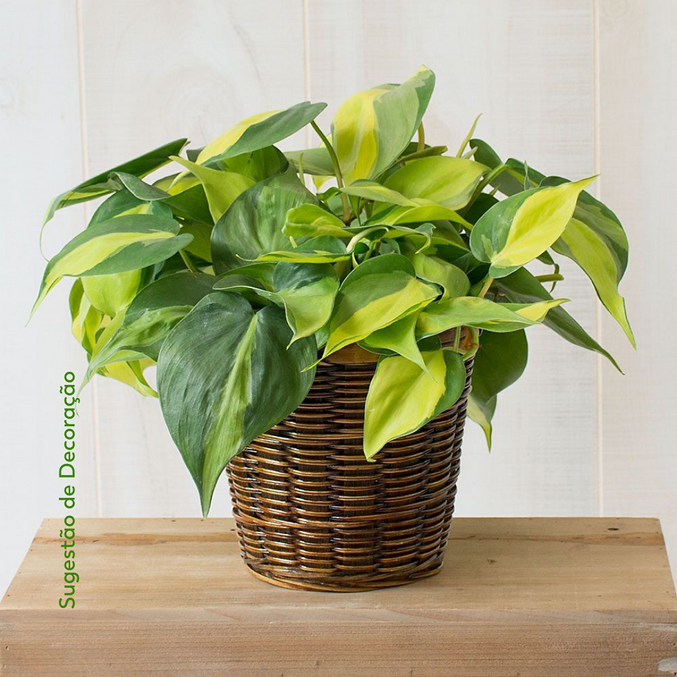 Miniatura: Filodendro Brasil/ Variegado Cuia 21cm