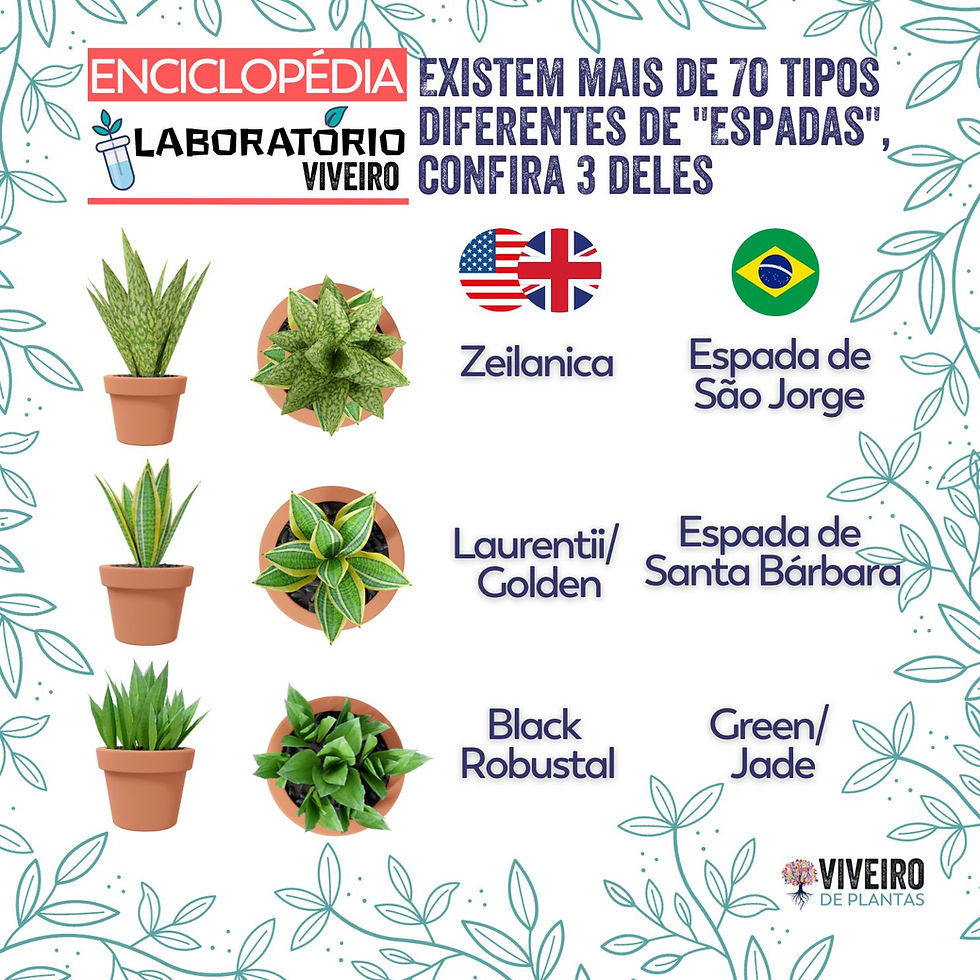 Miniatura: Espada de Santa Bárbara/ Sansevieria Trifasciata Pote 15