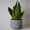 Miniatura: Espada de Santa Bárbara/ Sansevieria Trisfasciata Pote 15