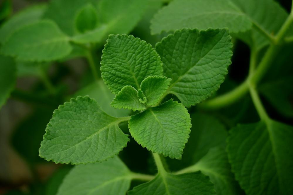 Ajwain: Herb And Spice With Health Medicine Properties Also Used In Ayurvedic And Homeopathic