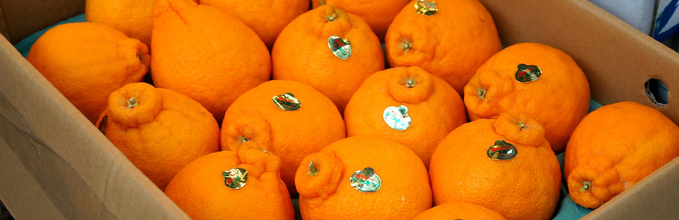 好樹食驗室 Run 2 Food Design Lab