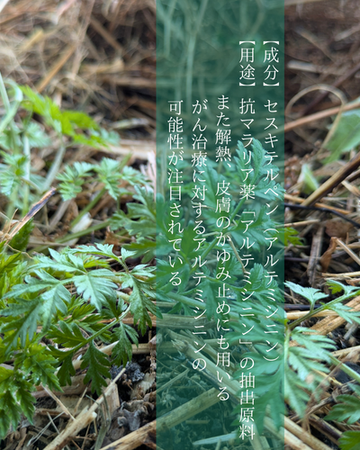 クソニンジン乾燥（葉・茎 混載) | エメラルドよもぎ