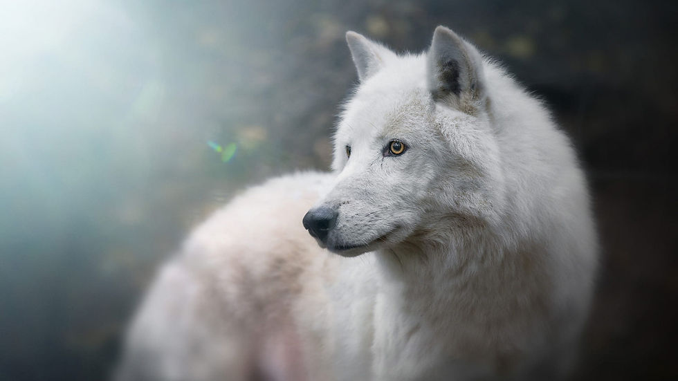 wallpaperflare.com_wallpaper (3).jpg