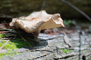 Mushroom.jpeg