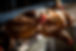 chookfarm_120221_016.jpg