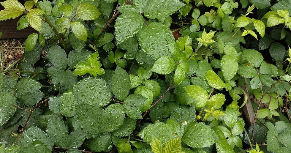 blackberries_1.jpg