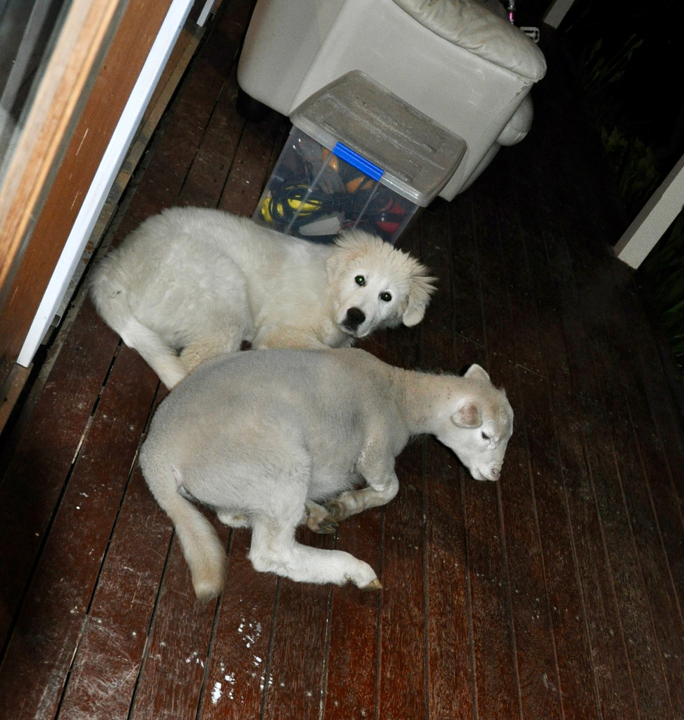 DSC_0004.jpeg
