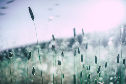 pexels-photo-28030(1).jpg