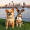 Two real looking small dogs that are different breeds on green grass in front of the water