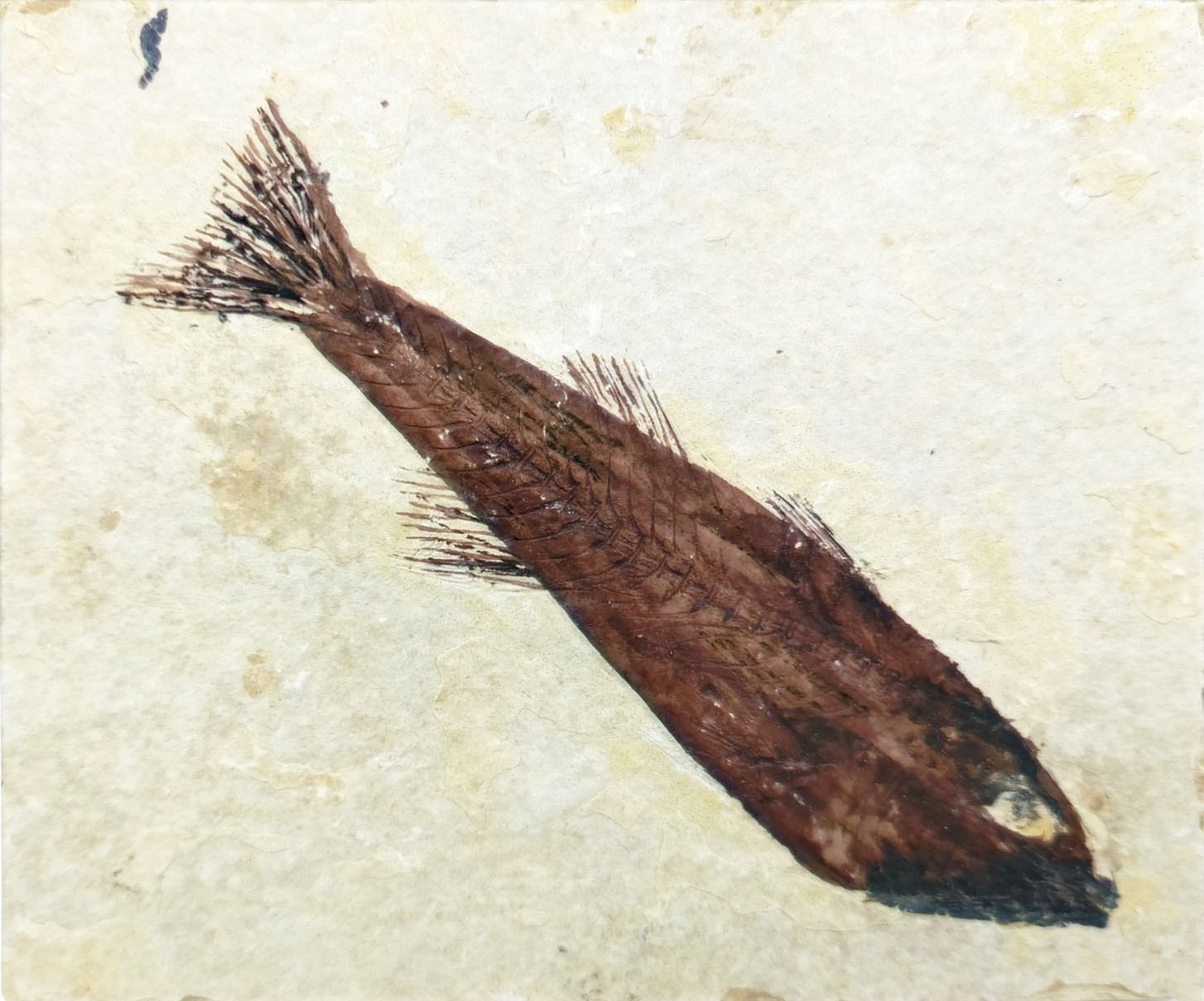 'Knightia' Fossilized Fish 11