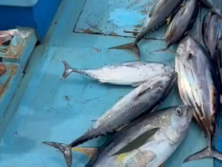 Fischen // Fishing