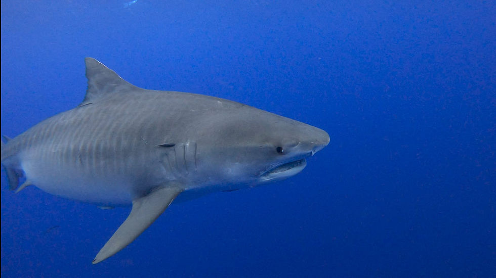 Tigerhai (Galeocerdo cuvier) in Hawaii // Tigershark (Galeocerdo cuvier) in Hawaii