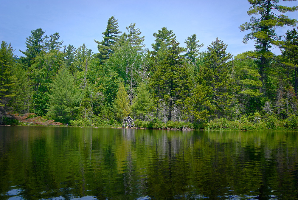 Forest shore and Lake view