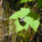 ree