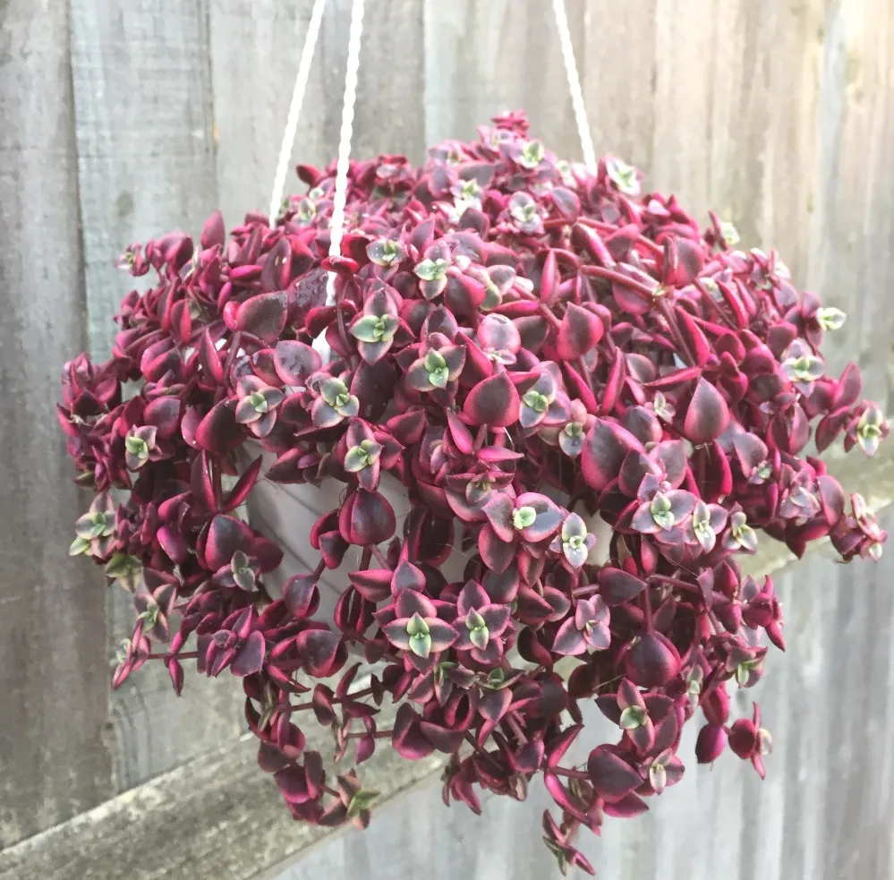 Crassula marginalis rubra ‘Variegata’ “Calico Kitten.webp