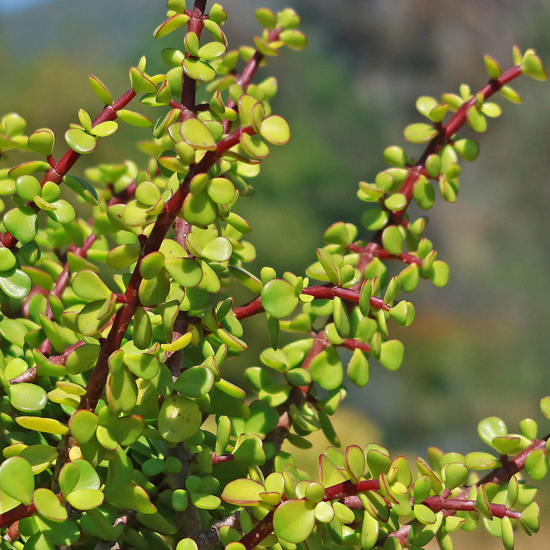 Portulacaria afra Elephant Bush.webp