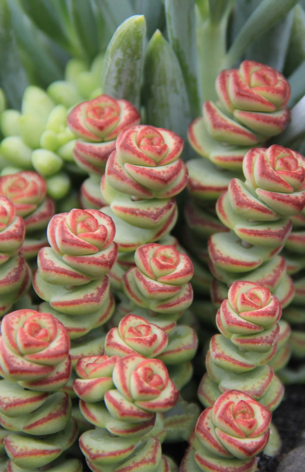 Crassula Baby's Necklace'.webp