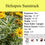 Thumbnail: Heliopsis Sunstruck