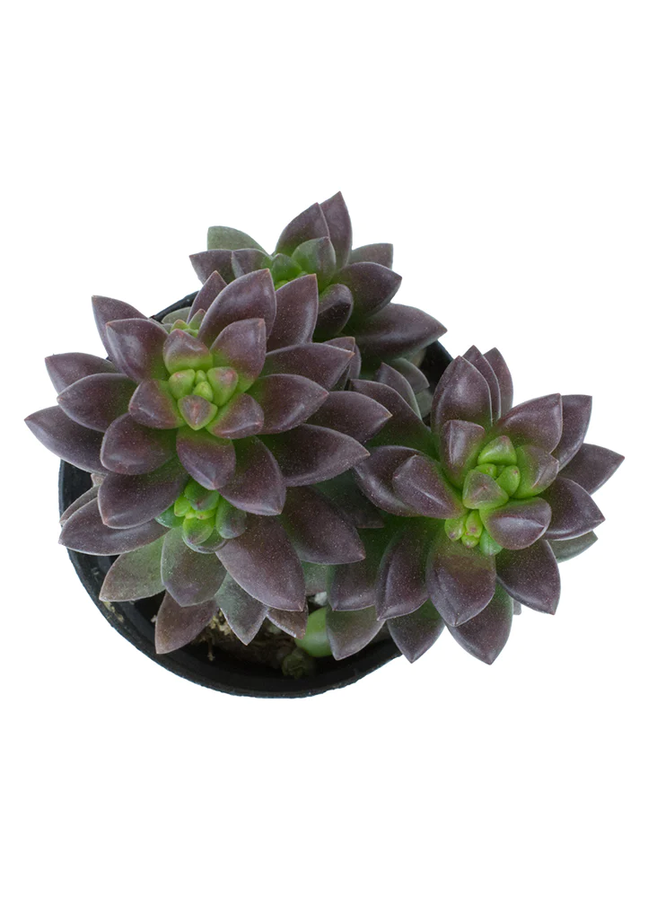 Sedeveria 'Jet Beads'.webp